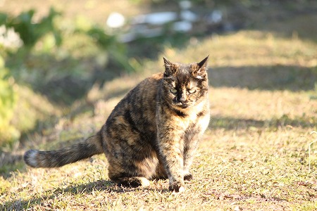はじめの いっぽ