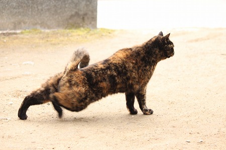 わかりゃにゃいにゃ
