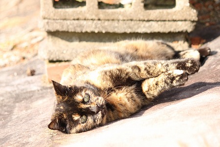 ころにゃんこ