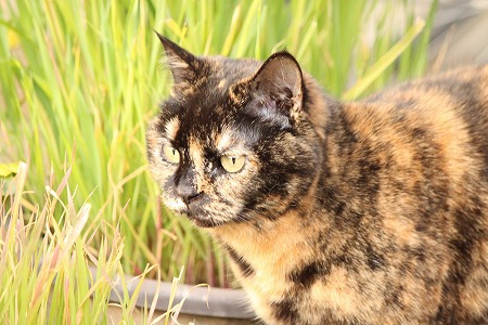 できにゃいかもにゃ~