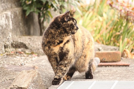 けーかいちゅーにゃ