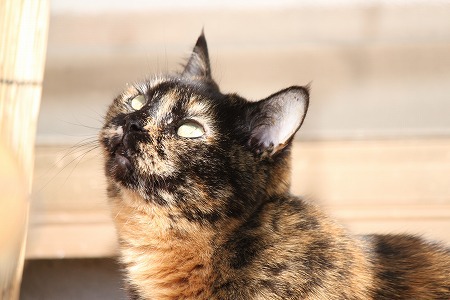 にゃんの おとかにゃ~?