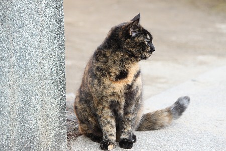 マメマメ いーことゆったにゃ!