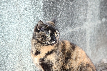 マメマメ いーことゆったにゃ!