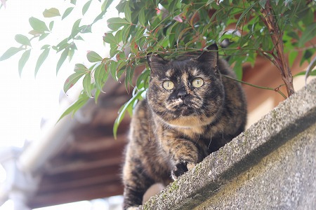 くのいちかもにゃ~