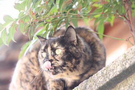 くのいちかもにゃ~