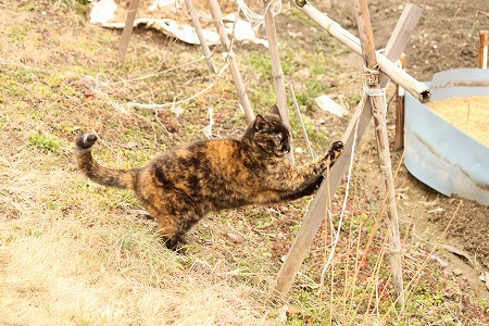 はじめっかりゃ