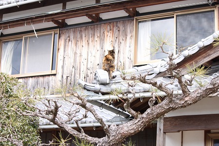 ひにゃまつりにゃ