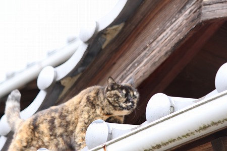ひにゃまつりにゃ