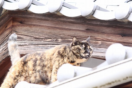 ひにゃまつりにゃ
