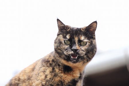 ひにゃまつりにゃ