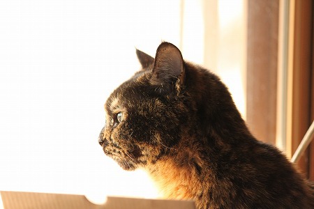 いやーーーにゃ においは