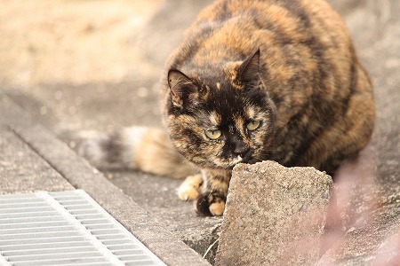 ふしぎにゃ!