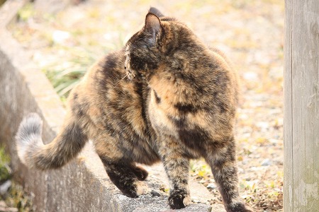 おにゃじこと?