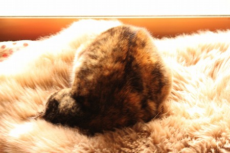 きせつげんてーにゃ