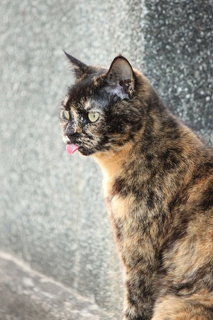 きょーのこんだて きょーのこんだて