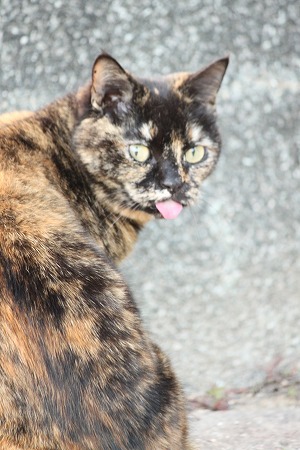 きょーのこんだて きょーのこんだて