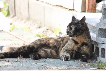 4がつにゃ 4がつにゃ