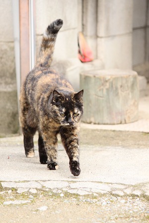 だいじにゃこと だいじにゃこと