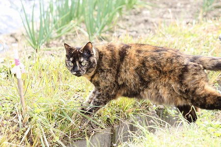 きぶんにゃとき きぶんにゃとき