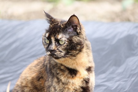 ちがいのわかりゅ マメマメ ちがいのわかりゅ マメマメ