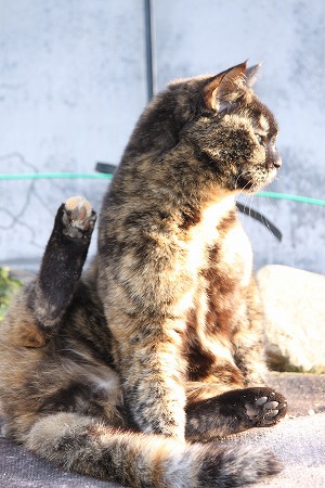 どっちかにゃ? どっちかにゃ?