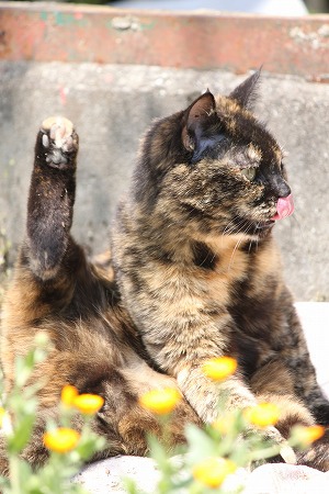 いちばん かわゆいのは いちばん かわゆいのは