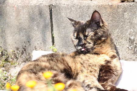 いちばん かわゆいのは いちばん かわゆいのは