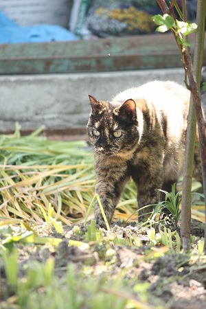 がんばったにゃいちにち がんばったにゃいちにち