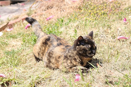 がんばったにゃいちにち がんばったにゃいちにち