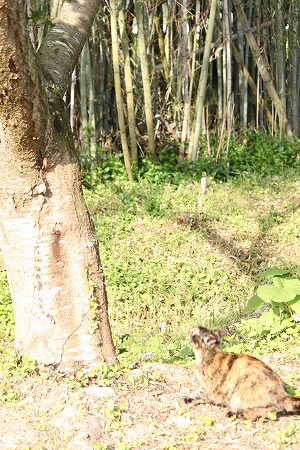 きょーは さくら きょーは さくら
