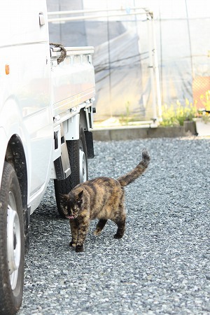 とっておきにゃ! とっておきにゃ!