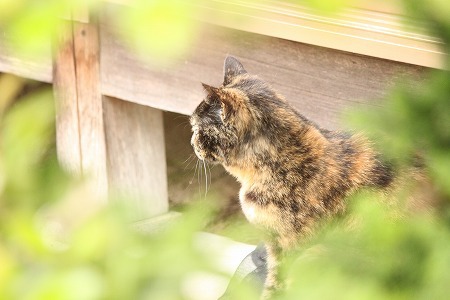 にゃんどでも にゃんどでも