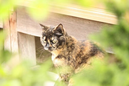 にゃんどでも にゃんどでも