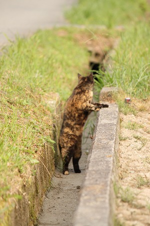 かんさつ したのかにゃ~ かんさつ したのかにゃ~