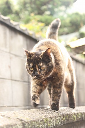 かんさつにゃっき③ かんさつにゃっき③