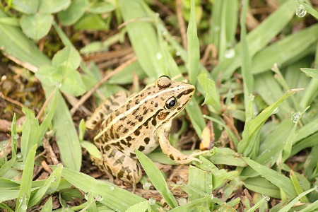 こりも おともだち? こりも おともだち?