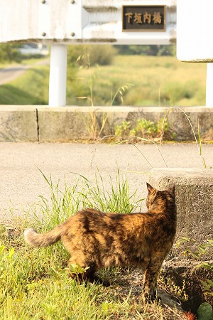 どりくりゃいかにゃ~? どりくりゃいかにゃ~?