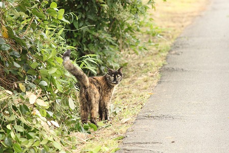 れでーのたしにゃみ? れでーのたしにゃみ?