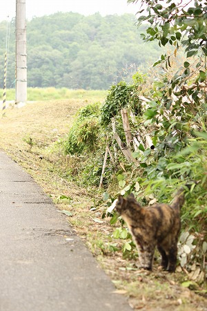 れでーのたしにゃみ? れでーのたしにゃみ?