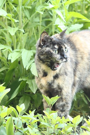 みたかったにゃ みたかったにゃ