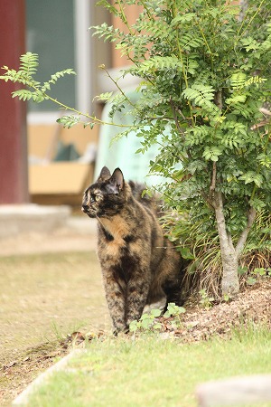 おかあちゃんの うでしだいにゃ! おかあちゃんの うでしだいにゃ!