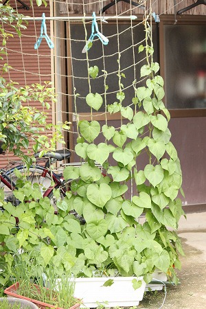 かんさつにゃっき⑦ かんさつにゃっき⑦