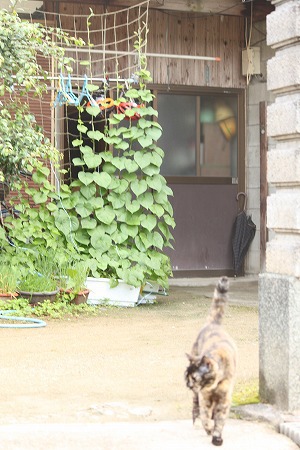 かんさつにゃっき⑧ かんさつにゃっき⑧