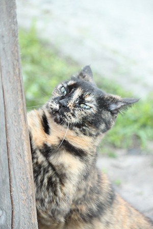 どっちの せーかにゃ? どっちの せーかにゃ?