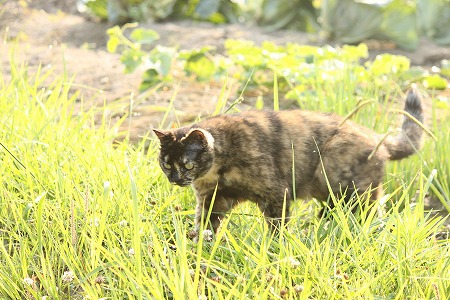 いつか きっと いつか きっと