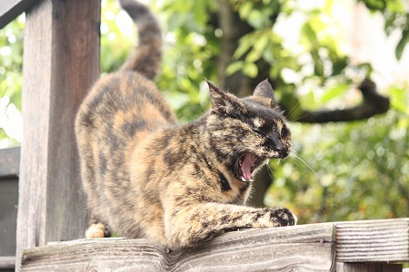 どっちが いーかにゃ? どっちが いーかにゃ?