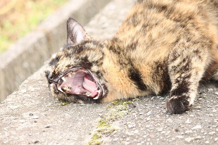 かんさつにゃっき⑩ かんさつにゃっき⑩