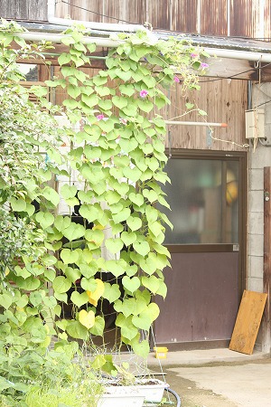 かんさつにゃっき⑩ かんさつにゃっき⑩