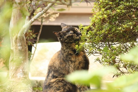 わかってりゅにゃ! わかってりゅにゃ!